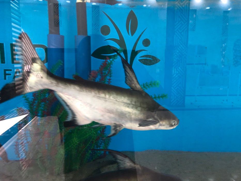 Пангасиус (Акулий сом) – домашняя мини-акула