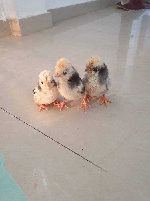 Pui australorp , motate olandeze