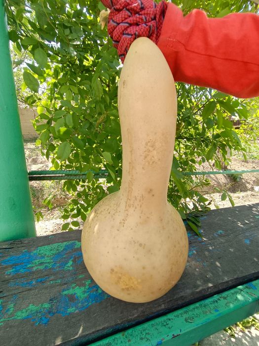Лагенария (Капак чомуш)
