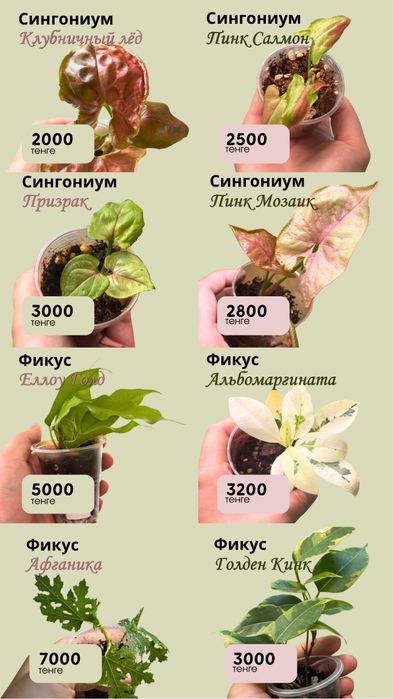 Комнатные растения разные