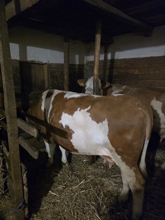 Vând junică de 3 ani