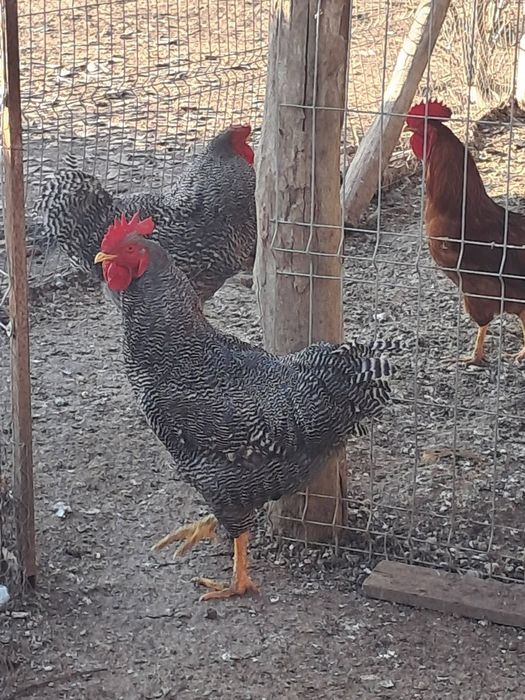 De vânzare găini și cocoși