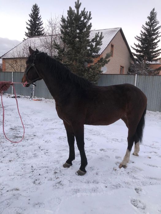 Продам айгыр( жеребец)