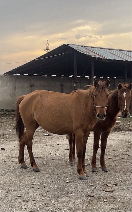Сауынлы бие кулынымен тайы 3бас