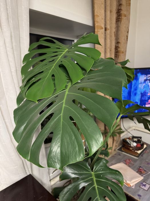 Продаю Монстера высота 1,2 м