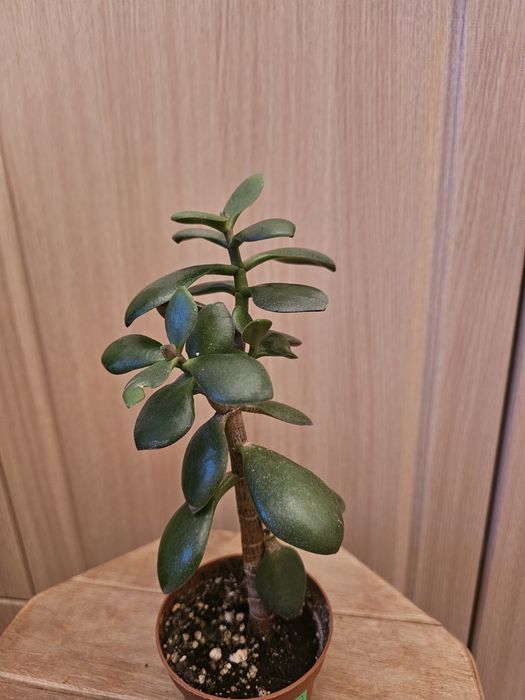 Комнатные цветы.