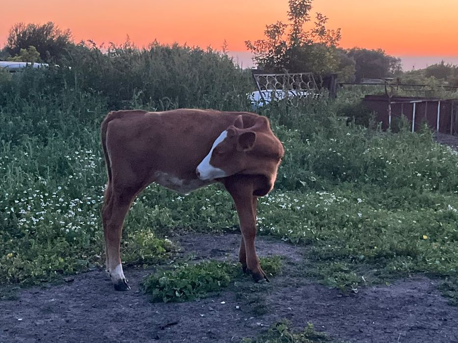 Продам корову с теленком
