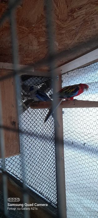 Vind papagali maturi