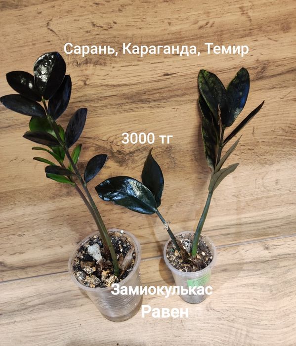 Замиокулькас разный