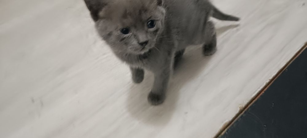Котята породистые