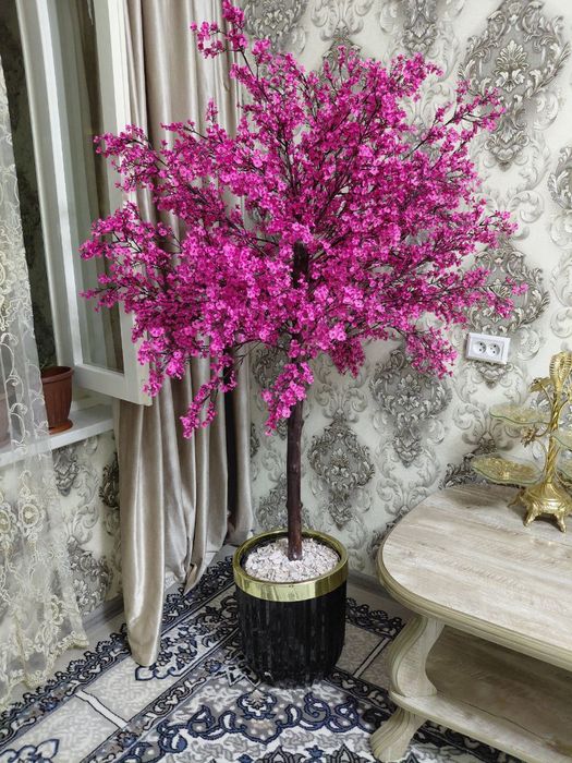 Продаёться сакура