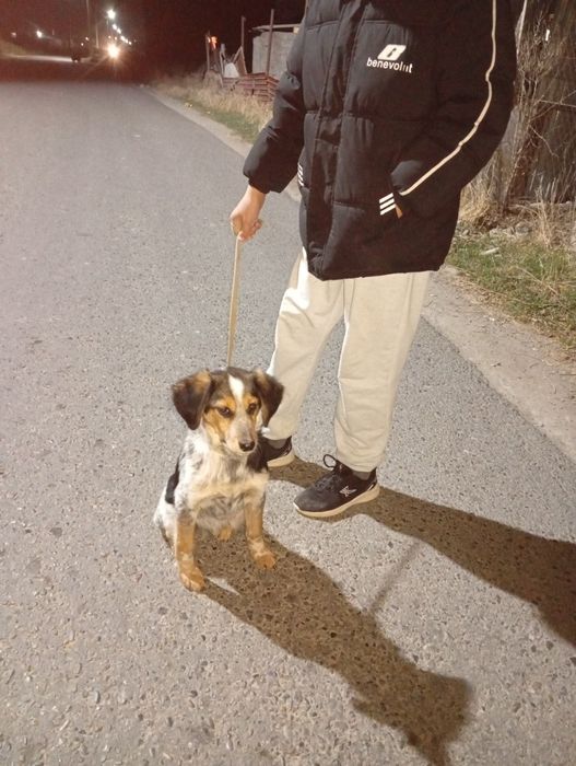 Драхтар сатылады