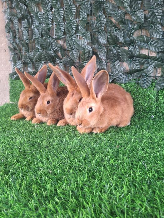 Кролики  Бургундский