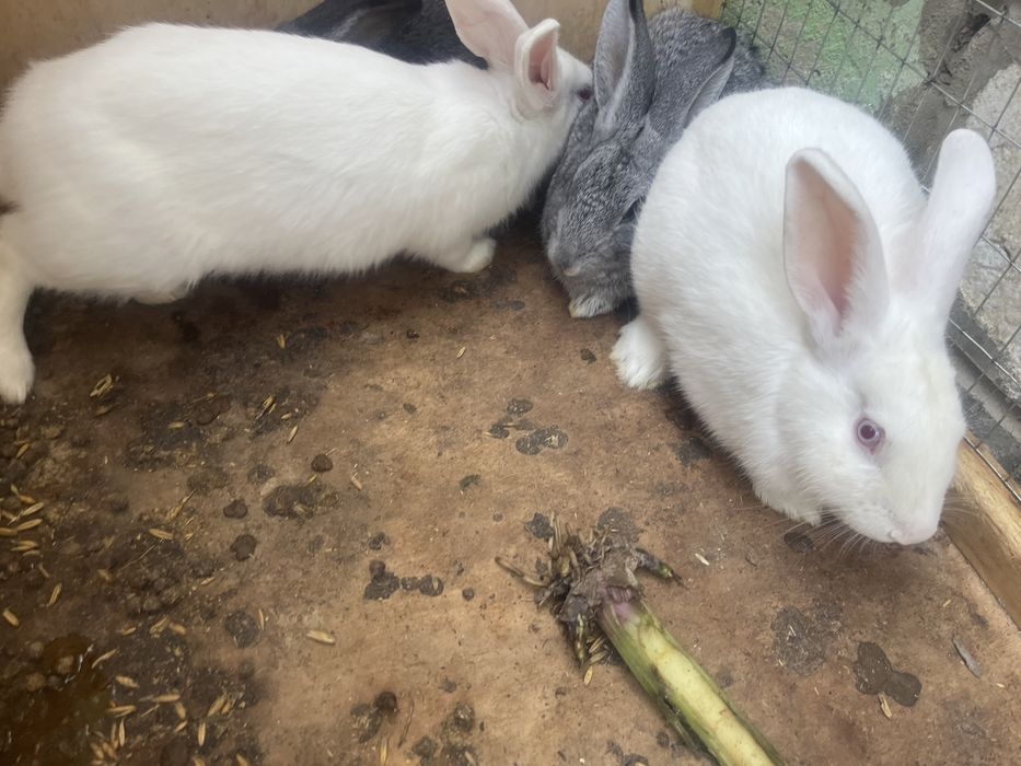 кролик гарантей 100%