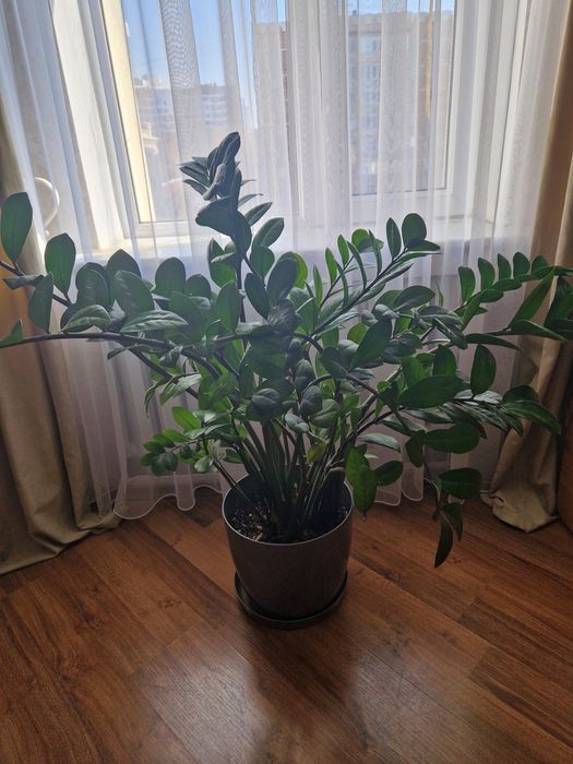 Продам замиокулькас