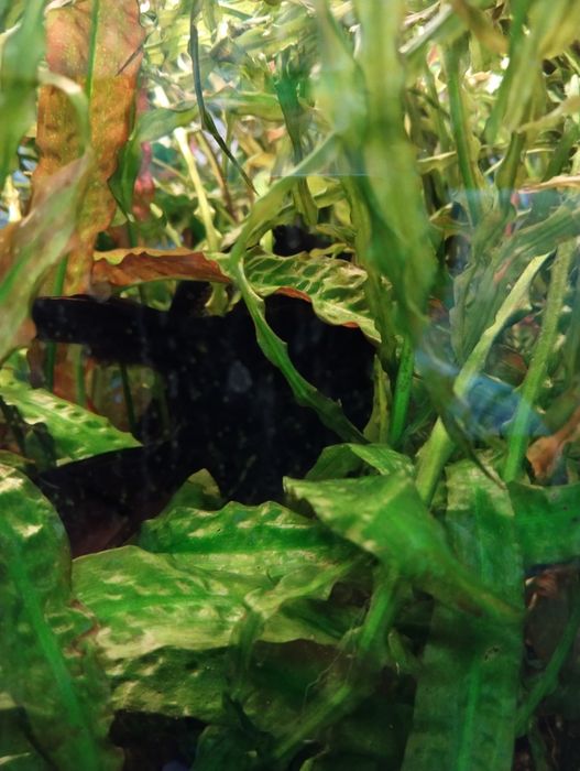 Продам рыбок скалярий