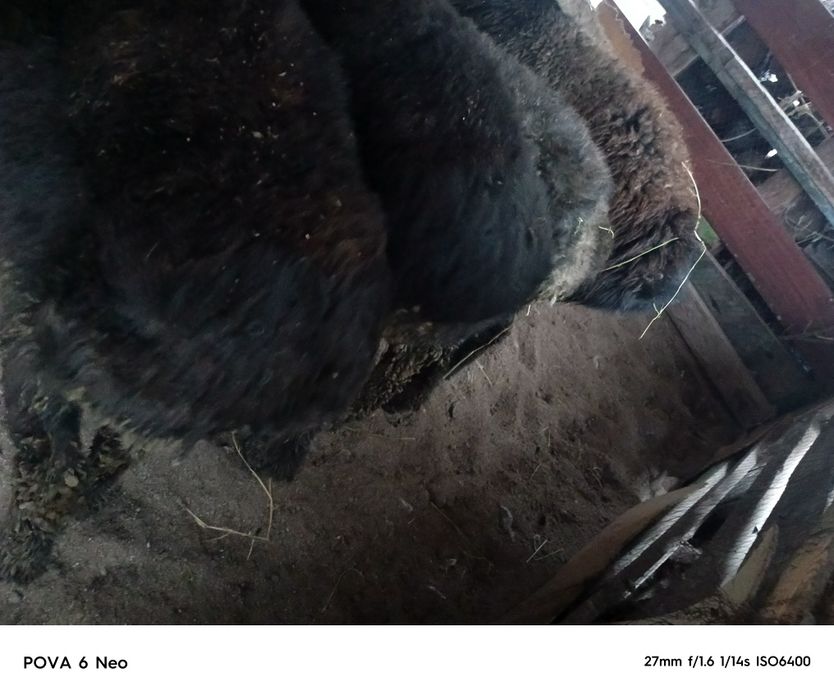 Кой семиз сатылады