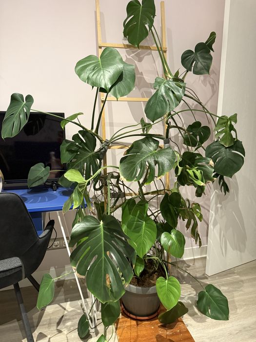 Монстера Делициоса Monstera Deliciosa