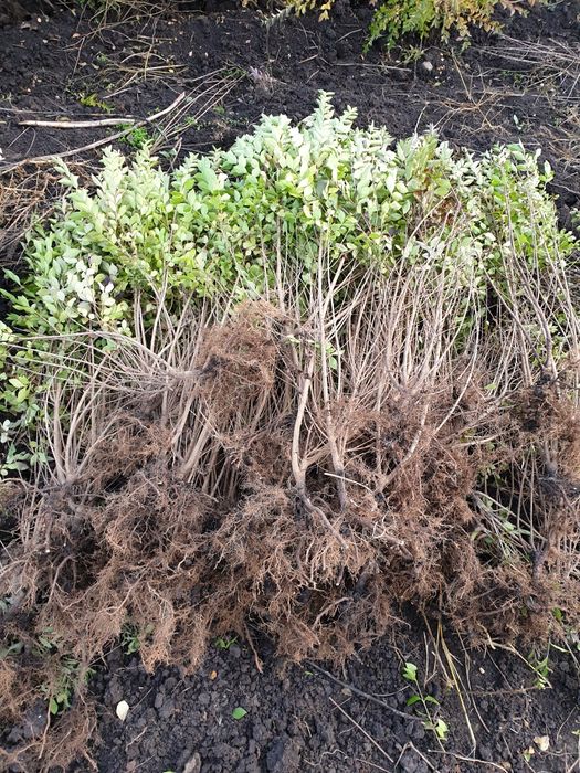 Gard viu Ligustrum (lemn câinesc)