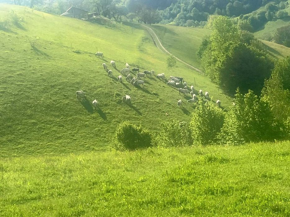 LICHIDARE FERMĂ – Vând Vaci Rasa Sură de Stepă (Lot Complet / Individual)
