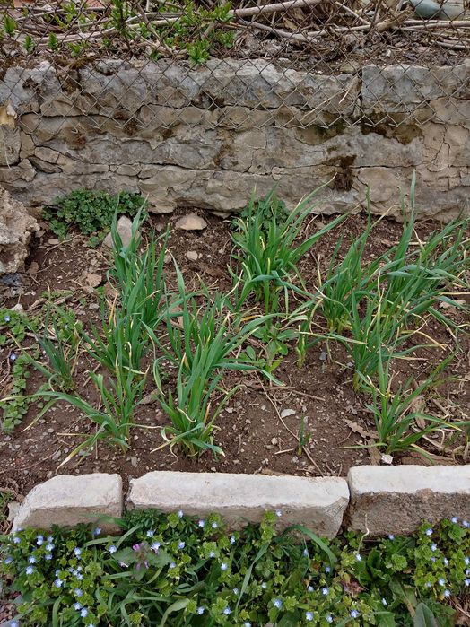 Продава се Парцел в с. Комщица, Област София-област - 1235 кв.м за 40 €/кв.м - Снимка #9