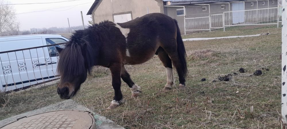 Пони жеребец ездовой