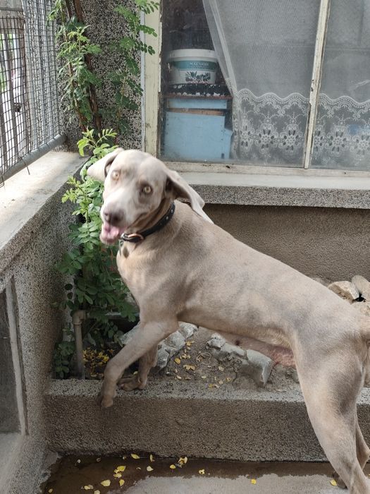 Ваймаранери с родословие