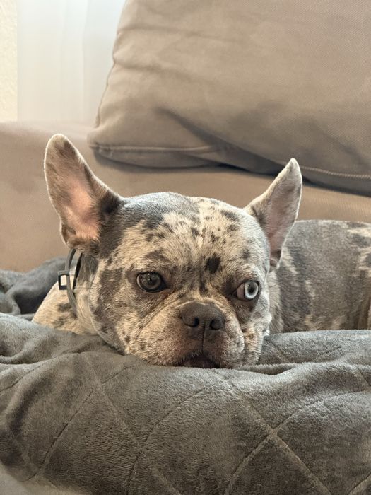 Френски булдог, мерле, две различни очи