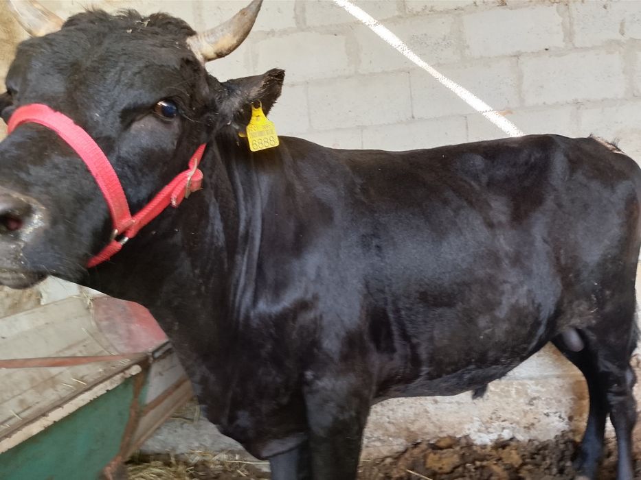 Buqqa sotiladi. Yem yegan katta mol. Narxi yana kelishiladi