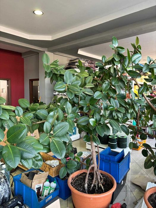 De vânzare Ficus elastica - plantă decorativă XXL