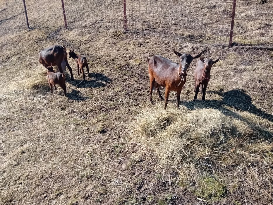 Vând capre, murciano granaida