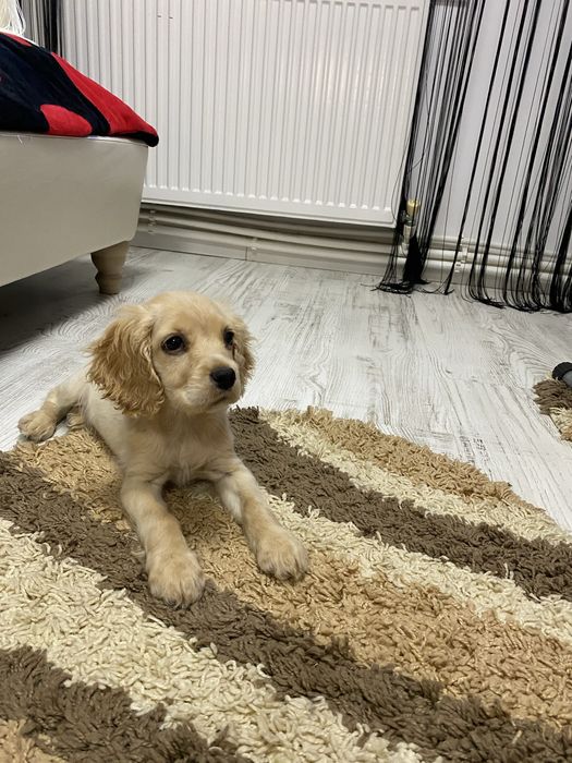 Cocker Spaniel femela