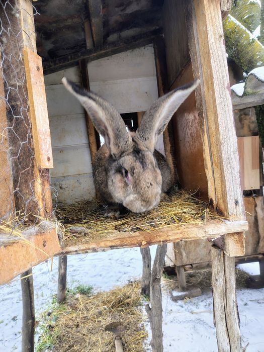 Mascul Uriaș German,femel și masculi Ut și hycole francez