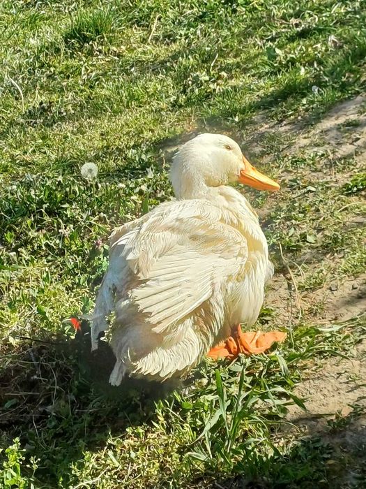 Vând rățoi Pekin