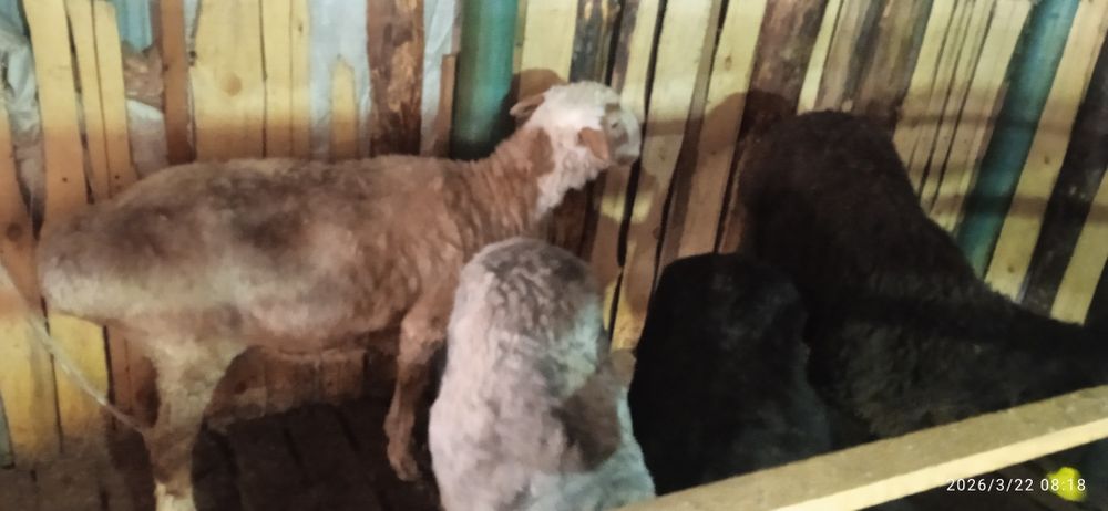 Қой тоқты бар семіз