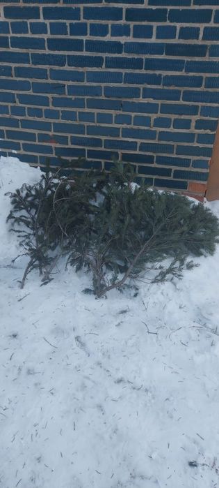 Ёлки, лапы в наличии