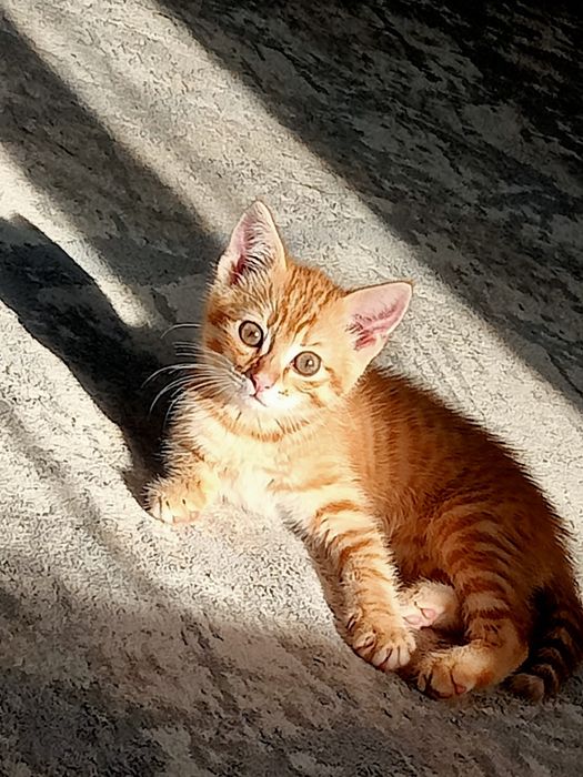 Котенок в добрые руки