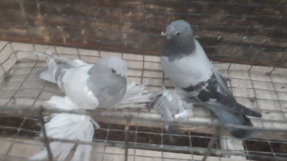 Продам рантовых голубей