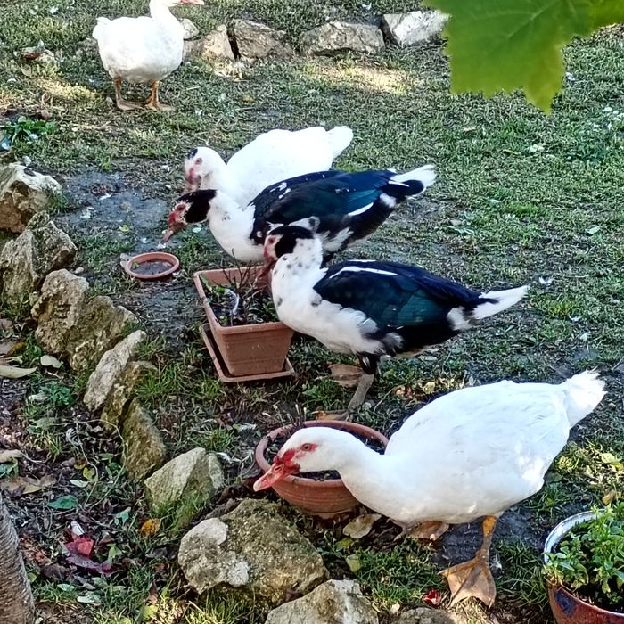 Familii de rațe leșești