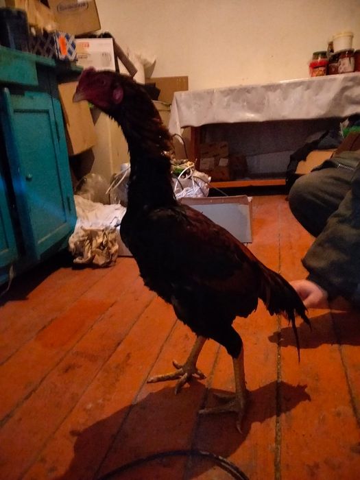 Дакан августский