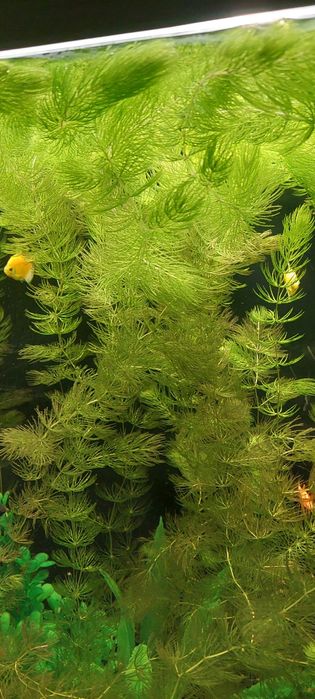 Роголистник. Трава. Аквариум