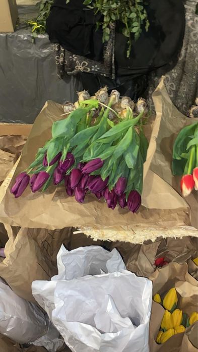 Крупный ТЮЛЬПАН Предзаказ