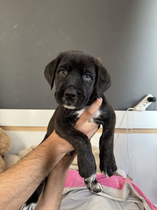 Дизайнерско Кане Корсо