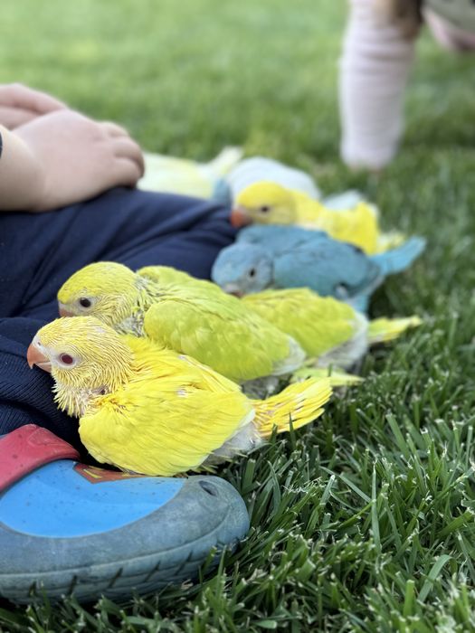 Papagali pui micul alexandru foarte blanzi cu copiii micul alexander