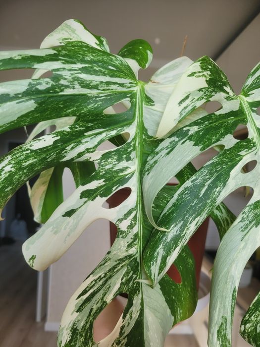 Монстера альба вариегантная