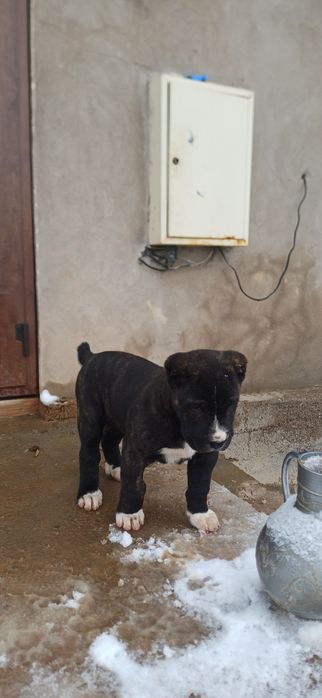 Otasi 65 kilo gibrit onasi 55 kilo otasini uyinlari bor , moshni baqva