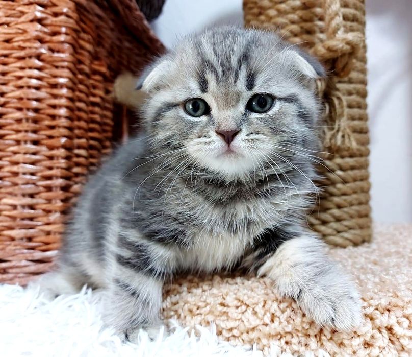 висЛоуХие ШотЛанДские