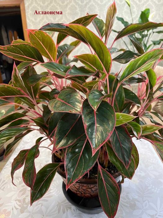 Цветы для дома- приносят удачу