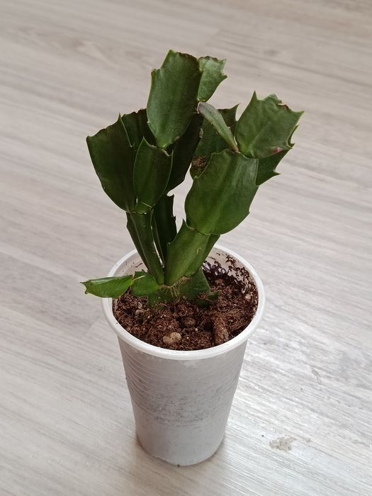 Продам комнатные цветы