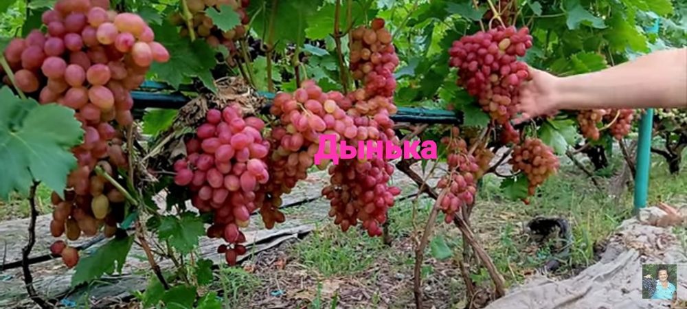 Виноград разных сортов